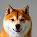 きれいにグルーミングされた柴犬のルナちゃん